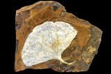 Fossil Ginkgo Leaf From North Dakota - Paleocene #162455-1